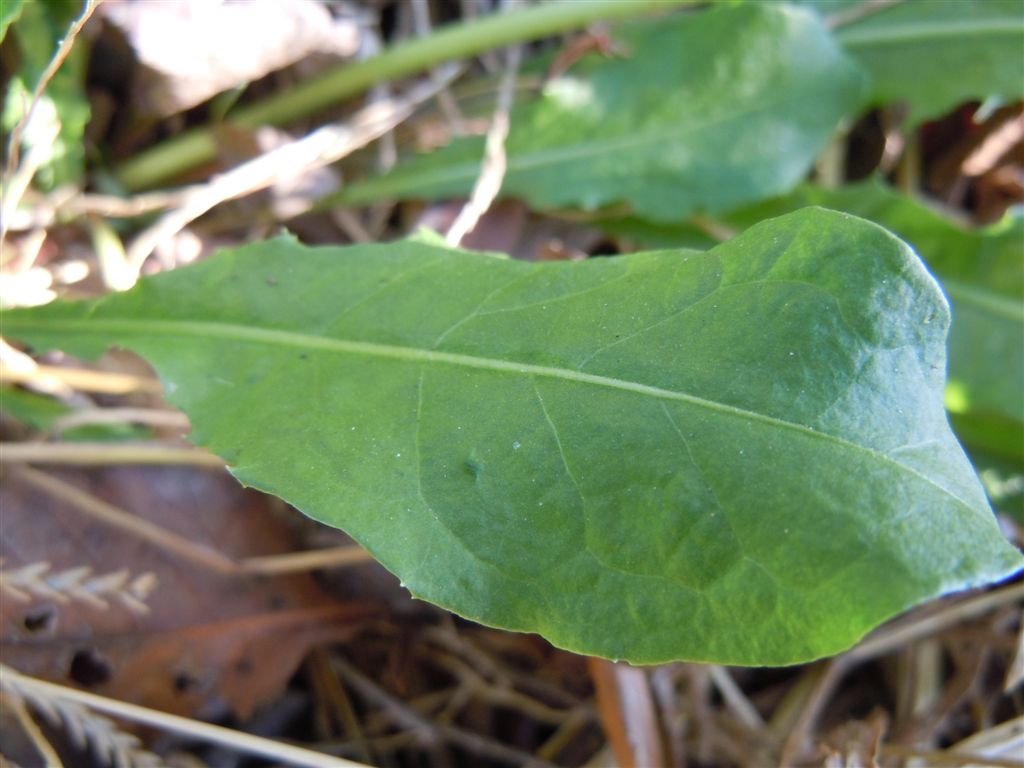 Fiori da determinare - Taraxacum cfr. palustre